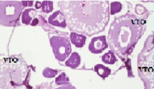 Section of testis at the end of experiment